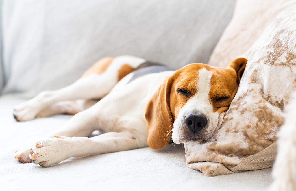 Why Do Beagles Sleep a Lot?
