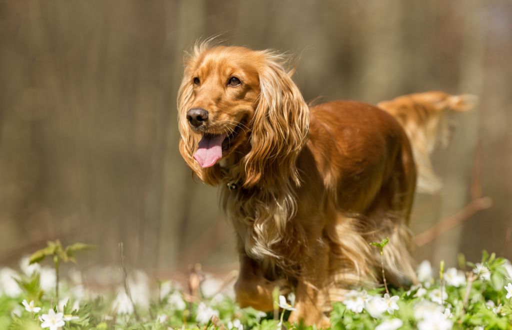 Why Do English Cocker Spaniels Have a Strong Prey Drive?