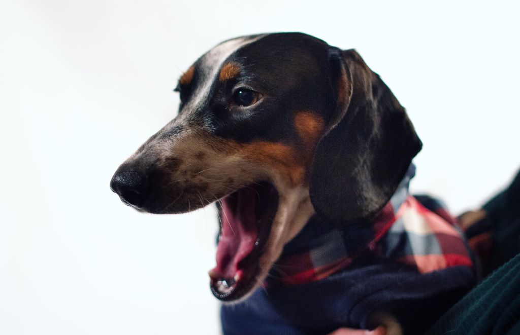 Why Does My Dachshund Yawn So Much?