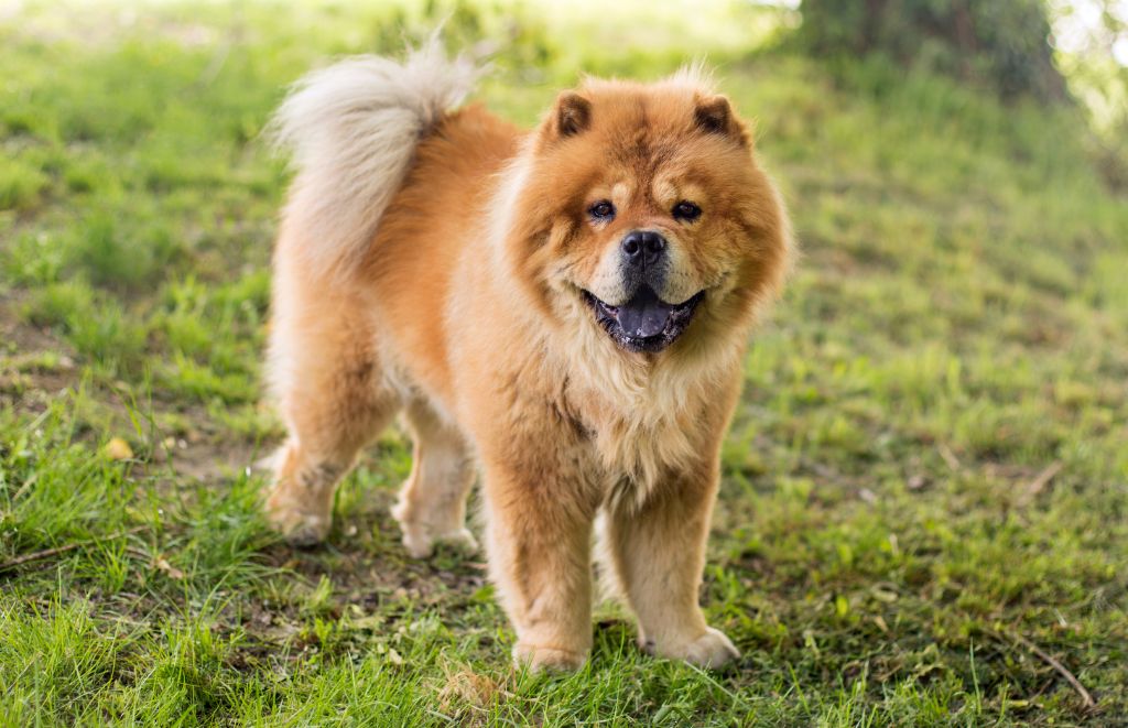 Why Do Chow Chows Not Like Strangers?