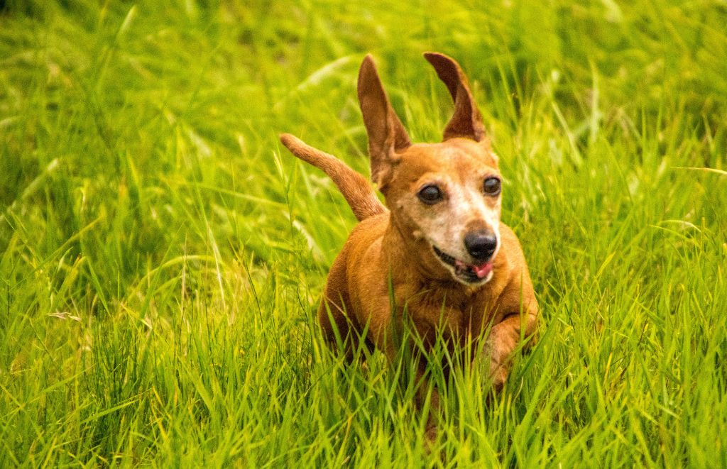 Why Do Dachshunds Chase Small Animals?